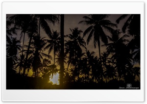 Coconut Trees  Sunset Ultra HD Wallpaper for 4K UHD Widescreen desktop, tablet & smartphone
