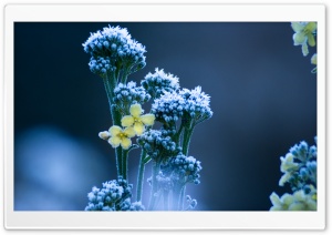 Cold Garden Ultra HD Wallpaper for 4K UHD Widescreen desktop, tablet & smartphone