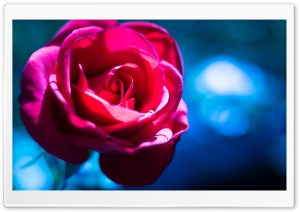 Cold Rose Ultra HD Wallpaper for 4K UHD Widescreen desktop, tablet & smartphone
