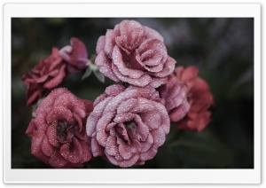 Cold Roses Ultra HD Wallpaper for 4K UHD Widescreen desktop, tablet & smartphone