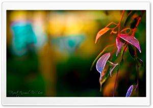 Color Crush Ultra HD Wallpaper for 4K UHD Widescreen desktop, tablet & smartphone