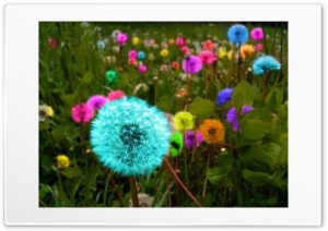 Colored Dandelions Ultra HD Wallpaper for 4K UHD Widescreen desktop, tablet & smartphone