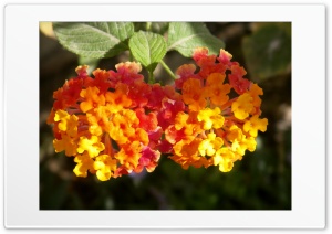 colored flower Ultra HD Wallpaper for 4K UHD Widescreen desktop, tablet & smartphone