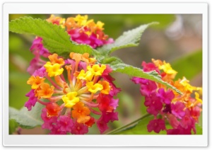 colored flower Ultra HD Wallpaper for 4K UHD Widescreen desktop, tablet & smartphone