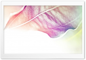Colored Leaves 2 Ultra HD Wallpaper for 4K UHD Widescreen desktop, tablet & smartphone