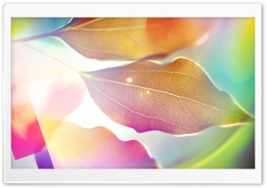 Colored Leaves 3 Ultra HD Wallpaper for 4K UHD Widescreen desktop, tablet & smartphone