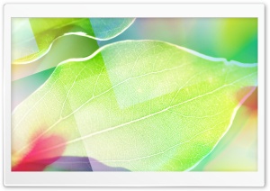 Colored Leaves 6 Ultra HD Wallpaper for 4K UHD Widescreen desktop, tablet & smartphone