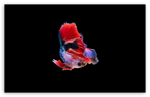 Colorful Betta Fish Ultra HD Desktop Background Wallpaper for : Widescreen  & UltraWide Desktop & Laptop : Multi Display, Dual Monitor : Tablet :  Smartphone