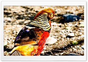 Colorful Bird Ultra HD Wallpaper for 4K UHD Widescreen desktop, tablet & smartphone