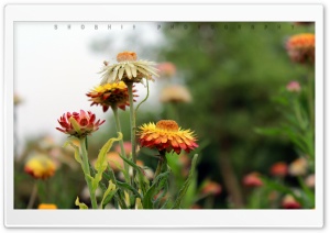 colorful blossom Ultra HD Wallpaper for 4K UHD Widescreen desktop, tablet & smartphone