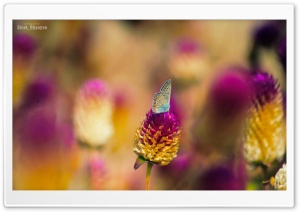 Colorful Butterfly Ultra HD Wallpaper for 4K UHD Widescreen desktop, tablet & smartphone