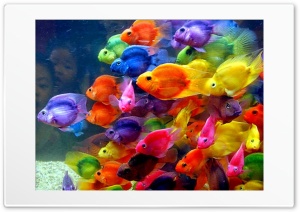 Colorful Fish Ultra HD Wallpaper for 4K UHD Widescreen desktop, tablet & smartphone