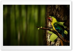 Colorful Parrot Ultra HD Wallpaper for 4K UHD Widescreen desktop, tablet & smartphone