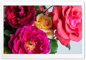 Colorful Roses Ultra HD Wallpaper for 4K UHD Widescreen desktop, tablet & smartphone