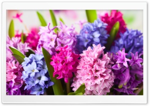 Colorful Spring Flowers Ultra HD Wallpaper for 4K UHD Widescreen desktop, tablet & smartphone