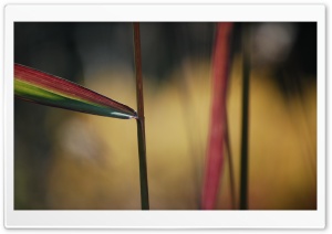 Colorful Stem Ultra HD Wallpaper for 4K UHD Widescreen desktop, tablet & smartphone