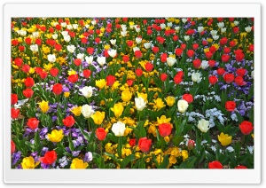 Colorful Tulips Ultra HD Wallpaper for 4K UHD Widescreen desktop, tablet & smartphone