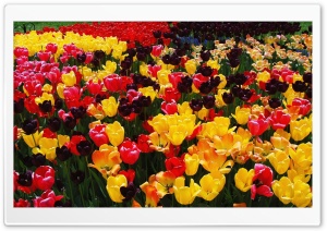 Colorful Tulips Ultra HD Wallpaper for 4K UHD Widescreen desktop, tablet & smartphone