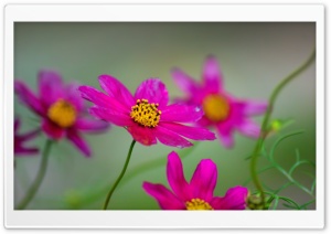 Colorfull Ultra HD Wallpaper for 4K UHD Widescreen desktop, tablet & smartphone