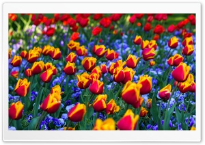 Colorfun Tulips Flowers Garden Ultra HD Wallpaper for 4K UHD Widescreen desktop, tablet & smartphone
