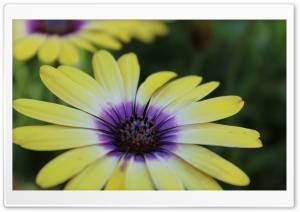 Colourful Flower Ultra HD Wallpaper for 4K UHD Widescreen desktop, tablet & smartphone
