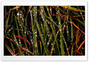 Colourful Grass Ultra HD Wallpaper for 4K UHD Widescreen desktop, tablet & smartphone