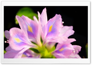 Colourful Petal Of Nature Ultra HD Wallpaper for 4K UHD Widescreen desktop, tablet & smartphone