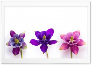 Columbine Flowers Ultra HD Wallpaper for 4K UHD Widescreen desktop, tablet & smartphone