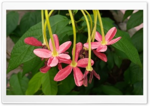 combretum flowers Ultra HD Wallpaper for 4K UHD Widescreen desktop, tablet & smartphone