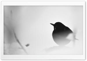 Common Blackbird Ultra HD Wallpaper for 4K UHD Widescreen desktop, tablet & smartphone