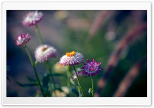 Common Spring Flower Ultra HD Wallpaper for 4K UHD Widescreen desktop, tablet & smartphone