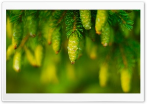 Cones Ultra HD Wallpaper for 4K UHD Widescreen desktop, tablet & smartphone