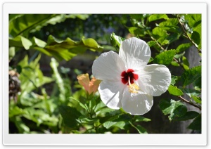 Cool Flower Ultra HD Wallpaper for 4K UHD Widescreen desktop, tablet & smartphone