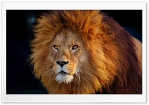Cool Lion Ultra HD Wallpaper for 4K UHD Widescreen desktop, tablet & smartphone