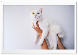Cool White Cat Ultra HD Wallpaper for 4K UHD Widescreen desktop, tablet & smartphone
