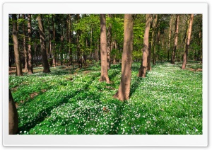 Copse, Spring Ultra HD Wallpaper for 4K UHD Widescreen desktop, tablet & smartphone