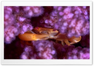 Coral Guard Crab, Red Sea Ultra HD Wallpaper for 4K UHD Widescreen desktop, tablet & smartphone