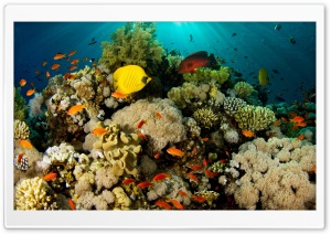 Coral Reef Ultra HD Wallpaper for 4K UHD Widescreen desktop, tablet & smartphone