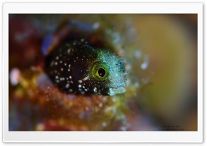 Coral Reef Wildlife Ultra HD Wallpaper for 4K UHD Widescreen desktop, tablet & smartphone