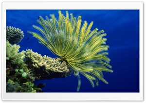 Corals Ultra HD Wallpaper for 4K UHD Widescreen desktop, tablet & smartphone