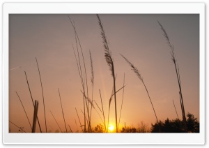 Corn in the Sunset Ultra HD Wallpaper for 4K UHD Widescreen desktop, tablet & smartphone