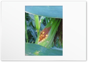 Corn plant Ultra HD Wallpaper for 4K UHD Widescreen desktop, tablet & smartphone