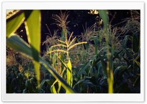 Corn Plants Ultra HD Wallpaper for 4K UHD Widescreen desktop, tablet & smartphone