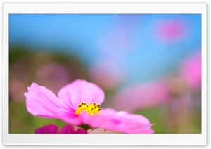 Cosmos Flower Ultra HD Wallpaper for 4K UHD Widescreen desktop, tablet & smartphone