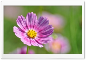 Cosmos Flower Ultra HD Wallpaper for 4K UHD Widescreen desktop, tablet & smartphone