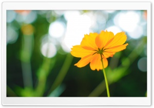 Cosmos Flower In Late Summer Ultra HD Wallpaper for 4K UHD Widescreen desktop, tablet & smartphone