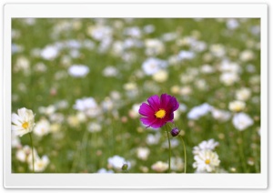 Cosmos Flowers Ultra HD Wallpaper for 4K UHD Widescreen desktop, tablet & smartphone