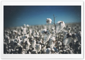 Cotton Field Ultra HD Wallpaper for 4K UHD Widescreen desktop, tablet & smartphone