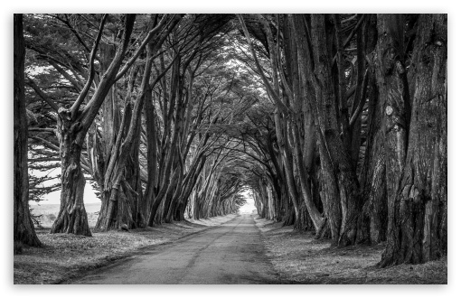 Country Road, Aligned Trees, Black and White UltraHD Wallpaper for Wide 16:10 5:3 Widescreen WHXGA WQXGA WUXGA WXGA WGA ; UltraWide 21:9 ; 8K UHD TV 16:9 Ultra High Definition 2160p 1440p 1080p 900p 720p ; Standard 4:3 5:4 3:2 Fullscreen UXGA XGA SVGA QSXGA SXGA DVGA HVGA HQVGA ( Apple PowerBook G4 iPhone 4 3G 3GS iPod Touch ) ; Smartphone 16:9 3:2 5:3 2160p 1440p 1080p 900p 720p DVGA HVGA HQVGA ( Apple PowerBook G4 iPhone 4 3G 3GS iPod Touch ) WGA ; Tablet 1:1 ; iPad 1/2/Mini ; Mobile 4:3 5:3 3:2 16:9 5:4 - UXGA XGA SVGA WGA DVGA HVGA HQVGA ( Apple PowerBook G4 iPhone 4 3G 3GS iPod Touch ) 2160p 1440p 1080p 900p 720p QSXGA SXGA ; Dual 16:10 5:3 16:9 4:3 5:4 3:2 WHXGA WQXGA WUXGA WXGA WGA 2160p 1440p 1080p 900p 720p UXGA XGA SVGA QSXGA SXGA DVGA HVGA HQVGA ( Apple PowerBook G4 iPhone 4 3G 3GS iPod Touch ) ;