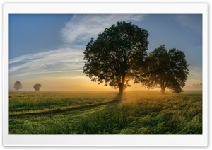 Countryside Road, Trees, Sunshine Ultra HD Wallpaper for 4K UHD Widescreen desktop, tablet & smartphone